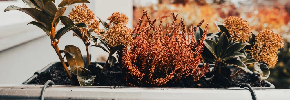 Herbstpflanzen im Balkonkasten